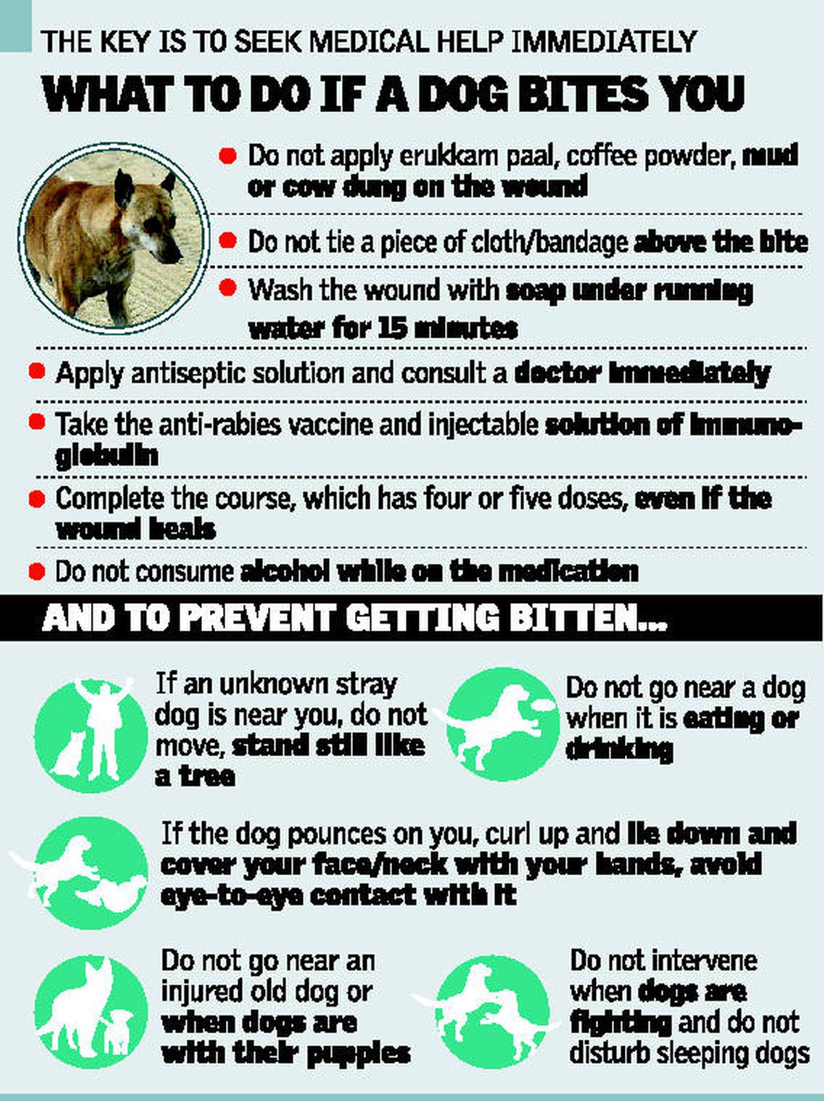 5 doses over days keep rabies away Latest News The Hindu